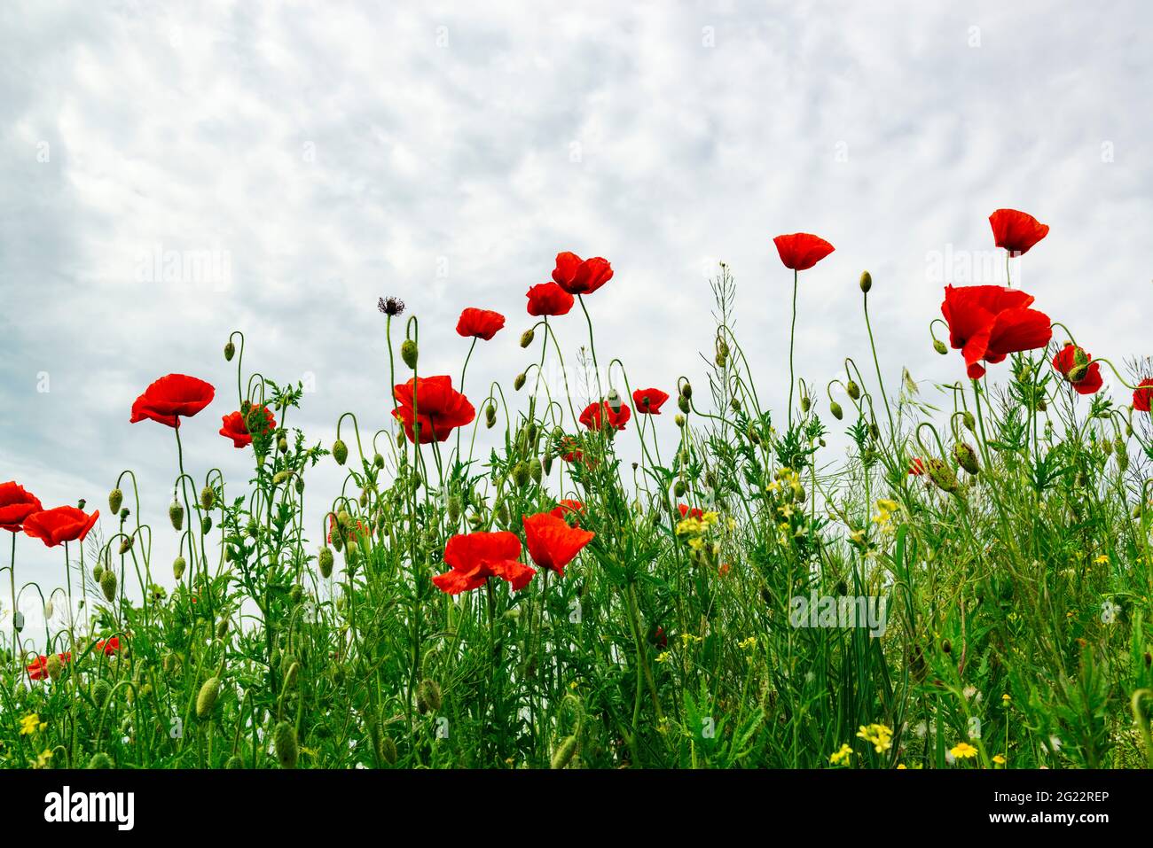 Beautiful wild poppy hi-res stock photography and images - Alamy