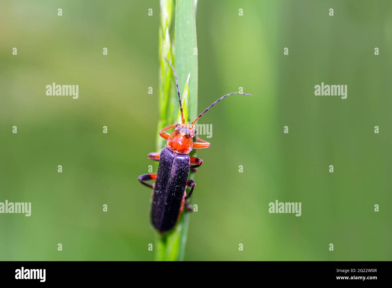 Soldier beetle, cantharis rustica sitting on grass stem. Macro photo small bug Stock Photo
