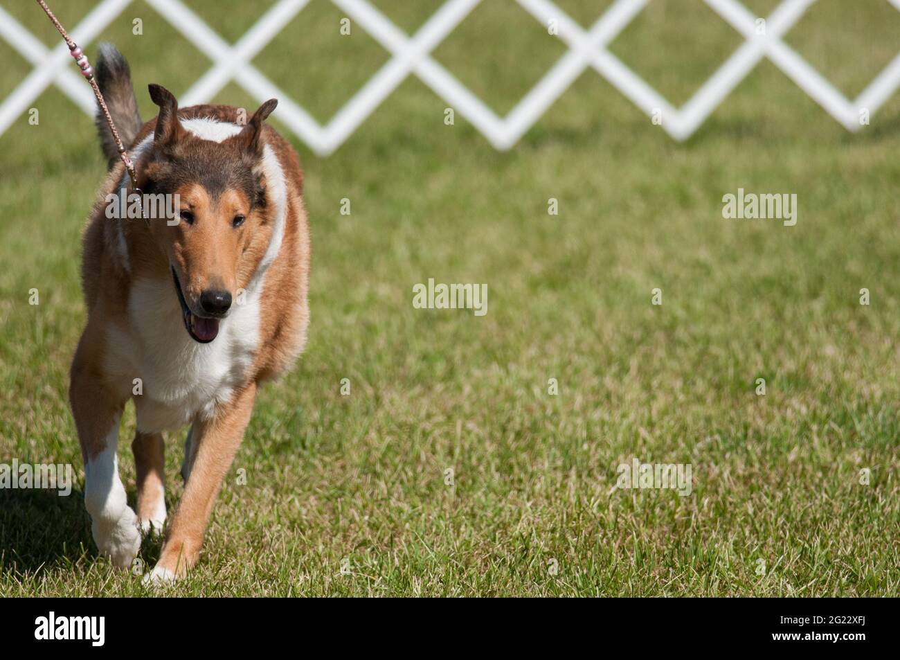Smooth Collie walking in dog show ring Stock Photo