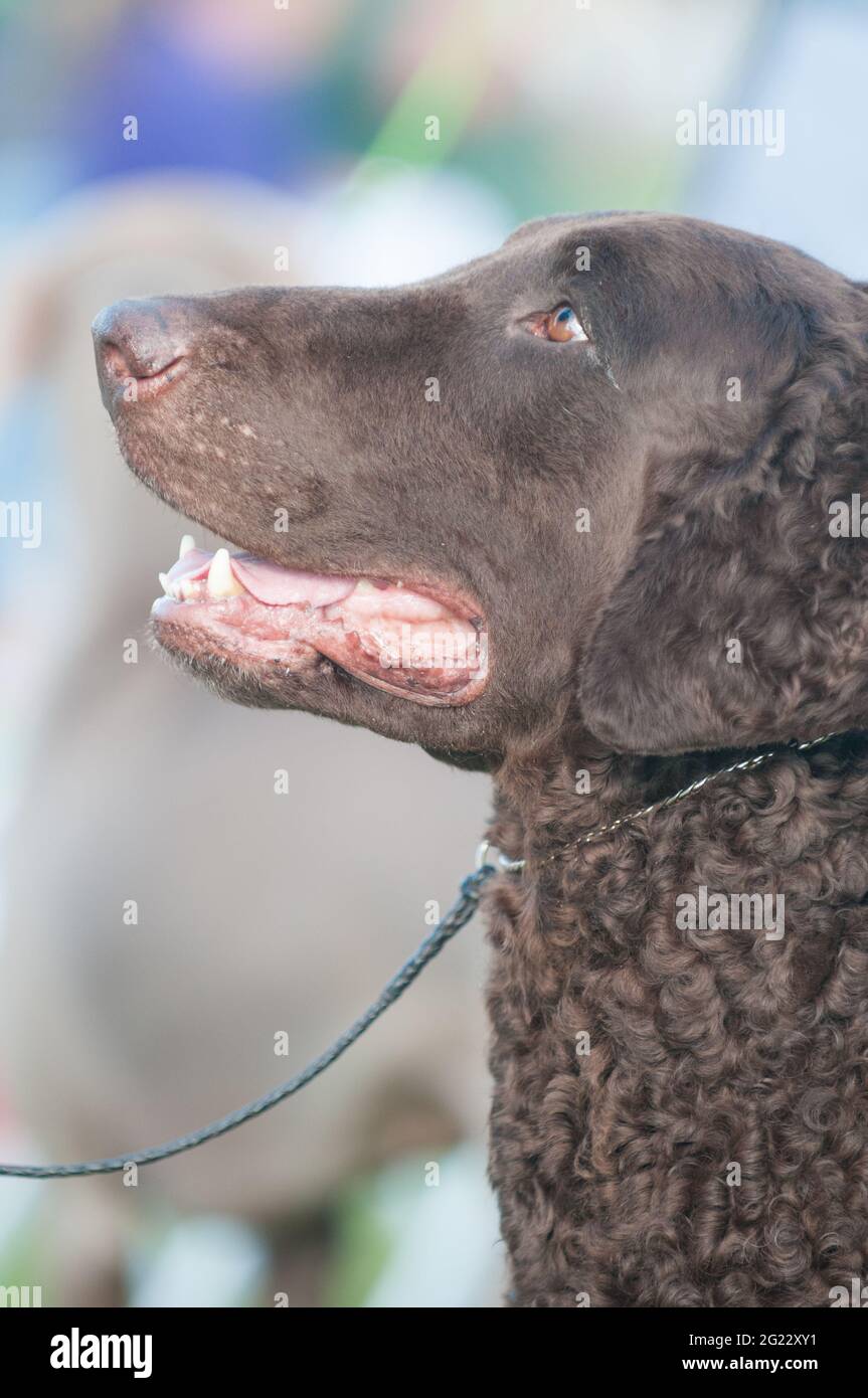 Curly Coated Retriever portrait Stock Photo