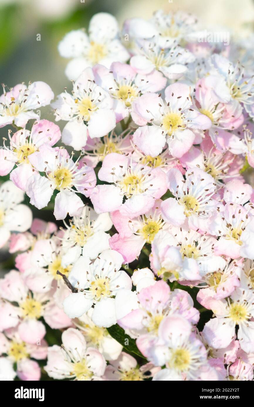 Common Hawthorn blossom (crataegus monogyna) white tinged with pink - Scotland, UK Stock Photo