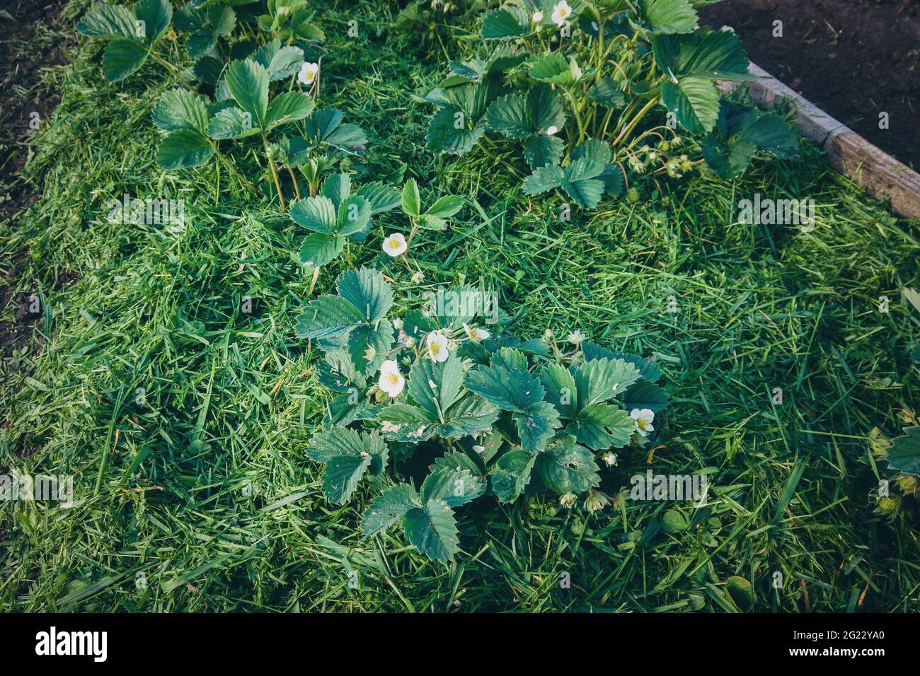 Grass mulch put around strawberry plants in the garden Stock Photo