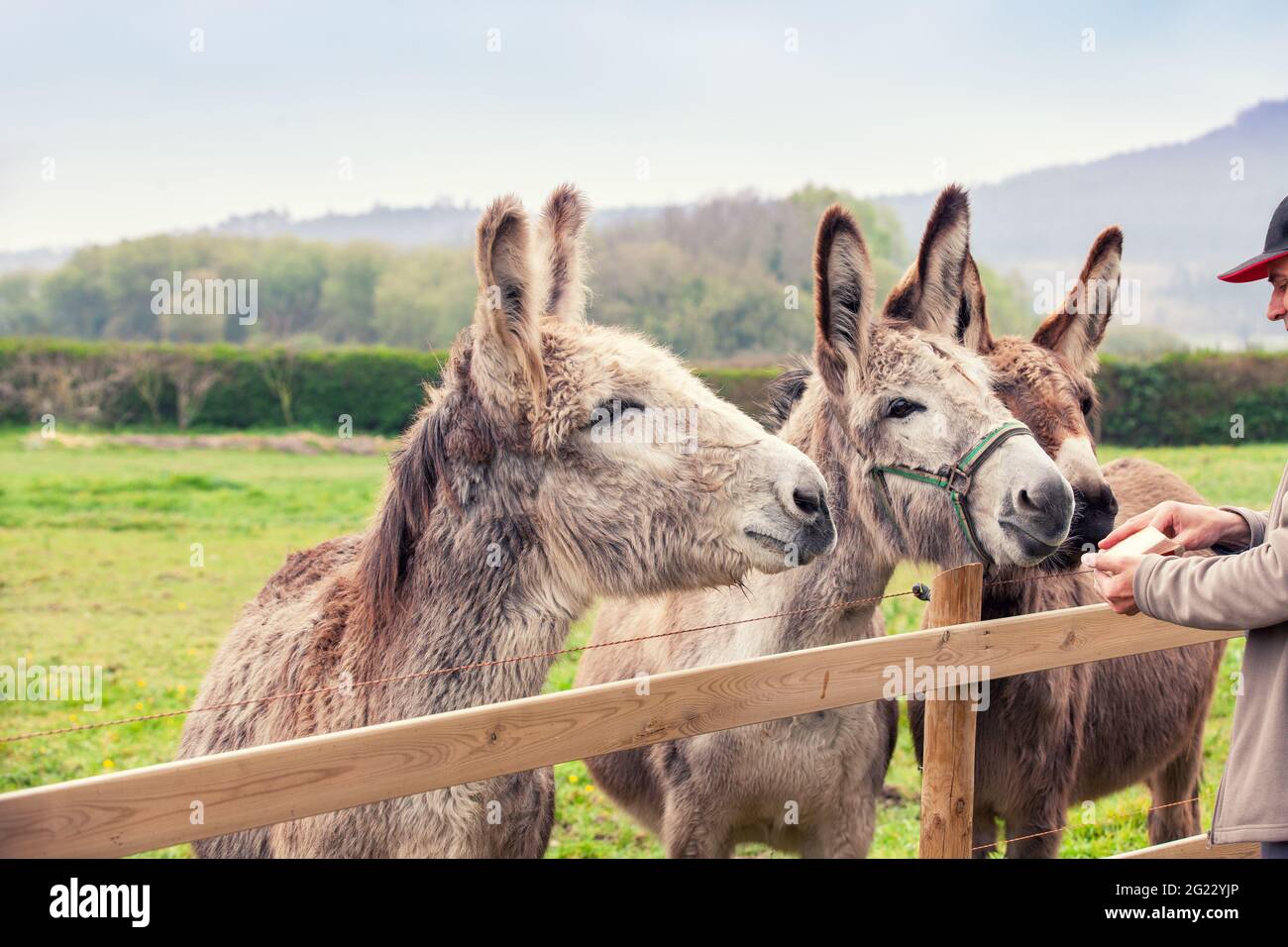 Family of donkeys outdoors on the meadow in spring. The human feeding the donkeys Stock Photo