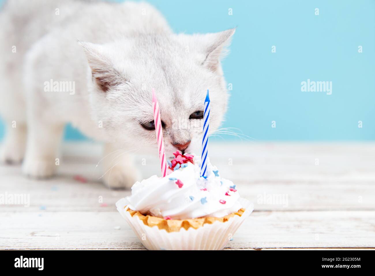 White British kitten eating birthday cake on a blue background. Holiday and  birthday concept Stock Photo - Alamy
