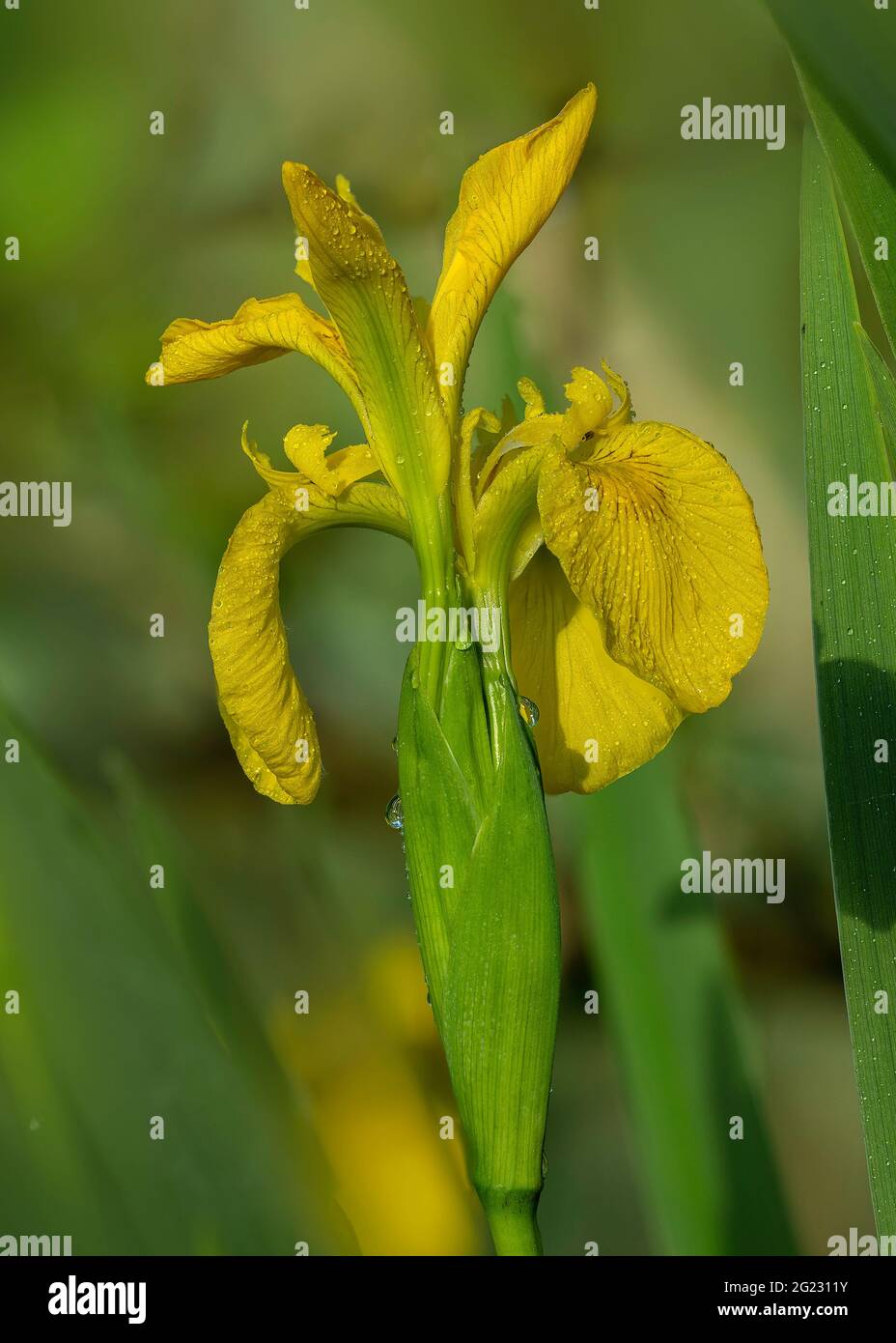 Yellow Iris (Iris pseudacorus), emerging flower growing by the sife of a large pond, Dumfries, SW Scotland Stock Photo