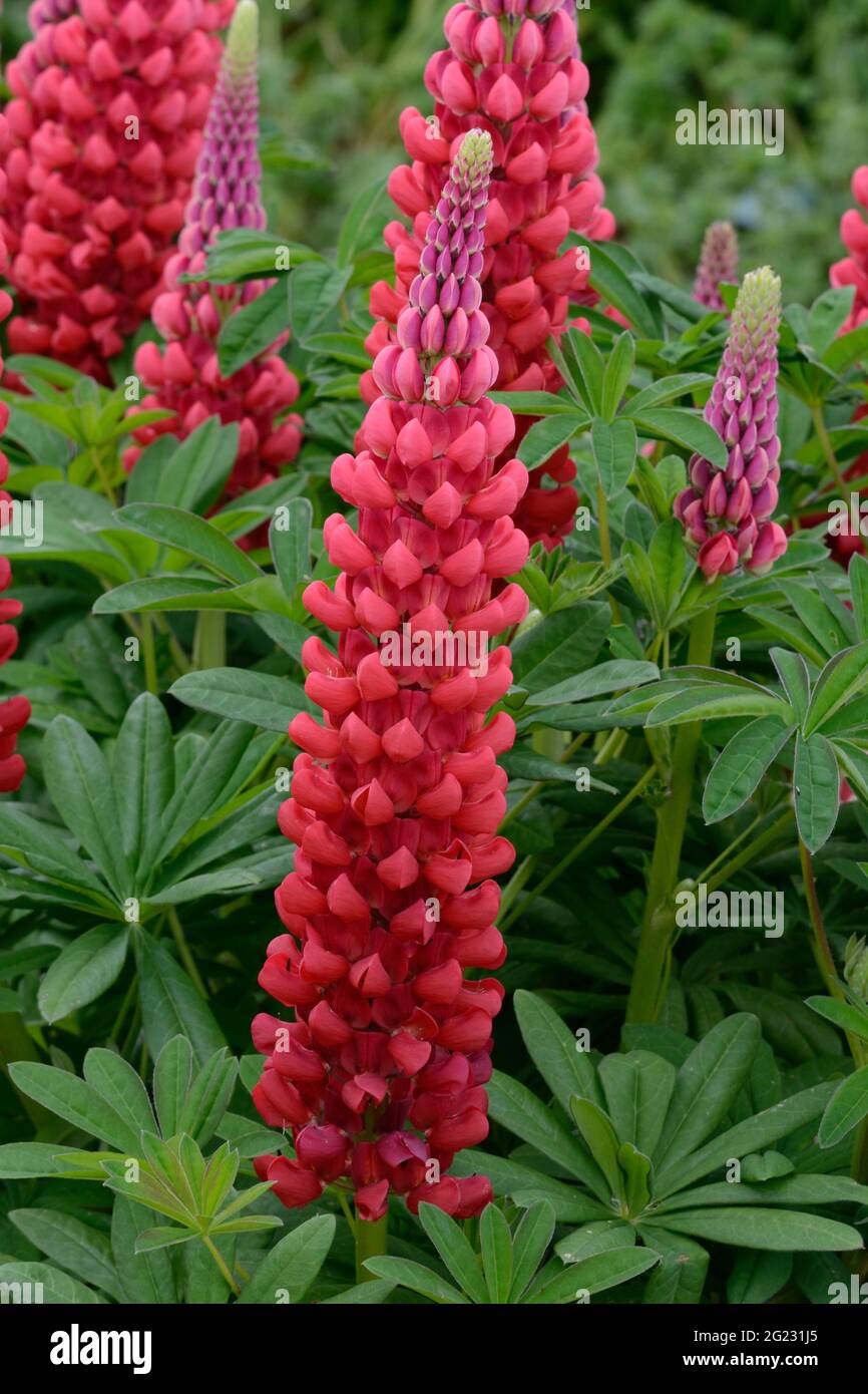 Lupin Beefeater Lupinus Beefeater spikes of densely packed bright red flowers Stock Photo