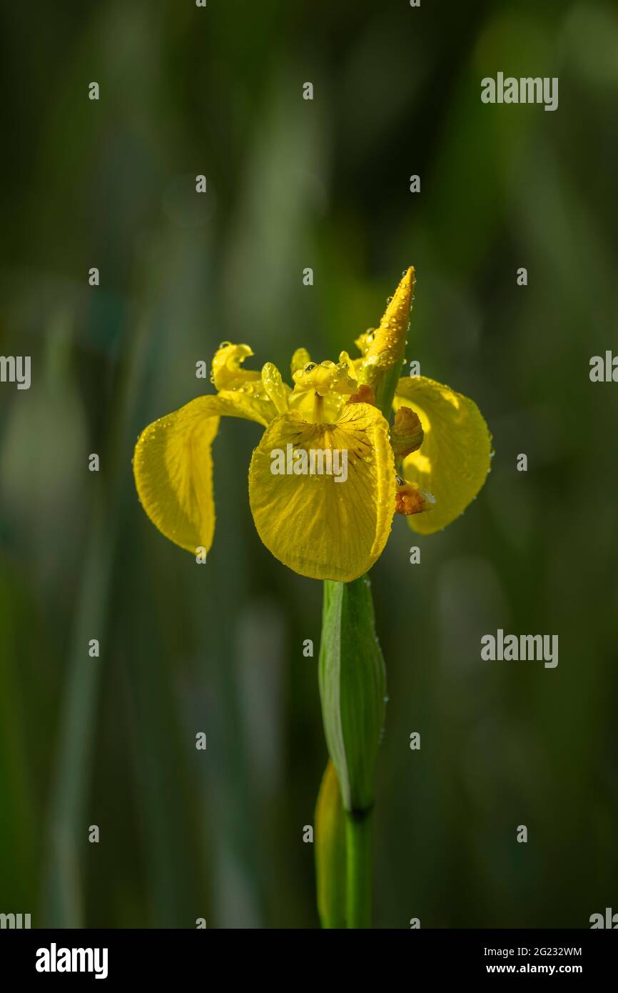 Yellow Iris (Iris pseudacorus), emerging flower growing by the sife of a large pond, Dumfries, SW Scotland Stock Photo
