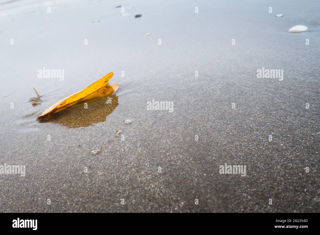 Autumn yellow leaf half buried in the wet sand with reflection at a beach Stock Photo