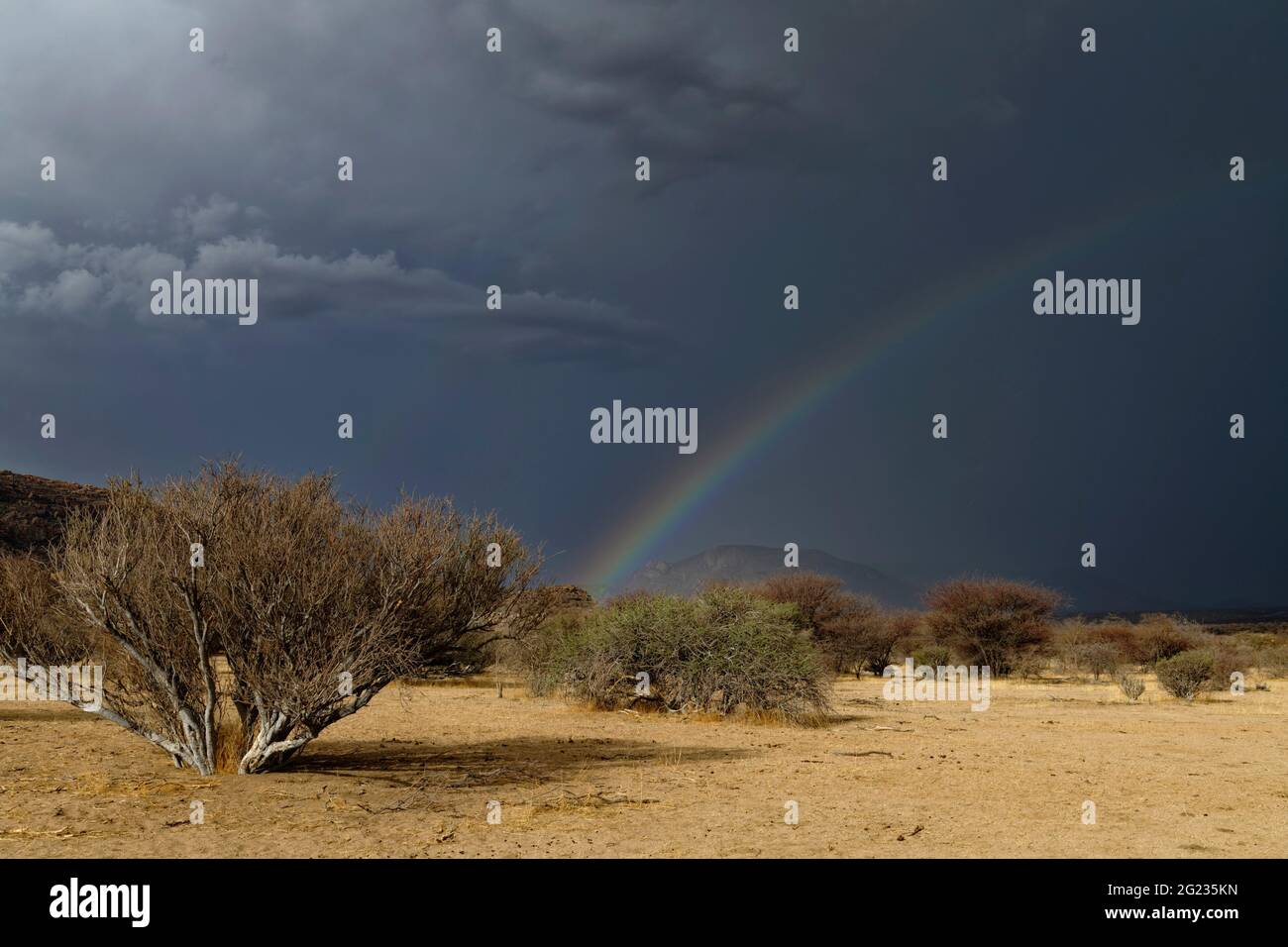 Guest farm Omandumba in the Erongo Mountains: Rainbow and clouds in the rainy season, foreground stinkbush (Boscia foetida),  Erongo Region, Namibia Stock Photo