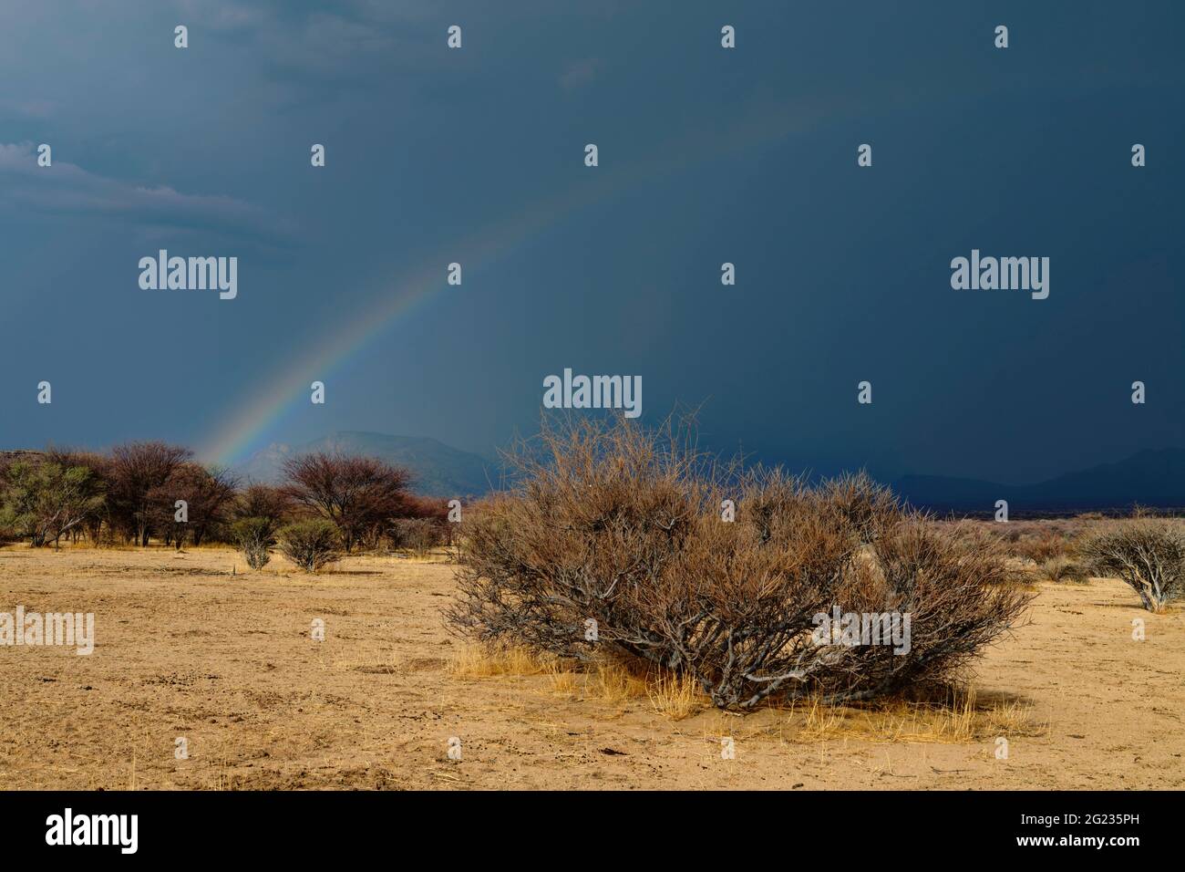 Guest farm Omandumba in the Erongo Mountains: Rainbow and clouds in the rainy season, foreground stinkbush (Boscia foetida),  Erongo Region, Namibia Stock Photo