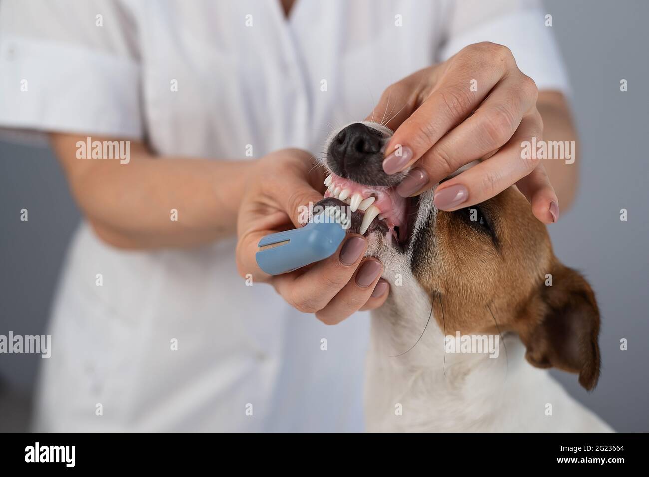 Woman veterinarian brushes the teeth of the dog jack russell terrier with a special brush