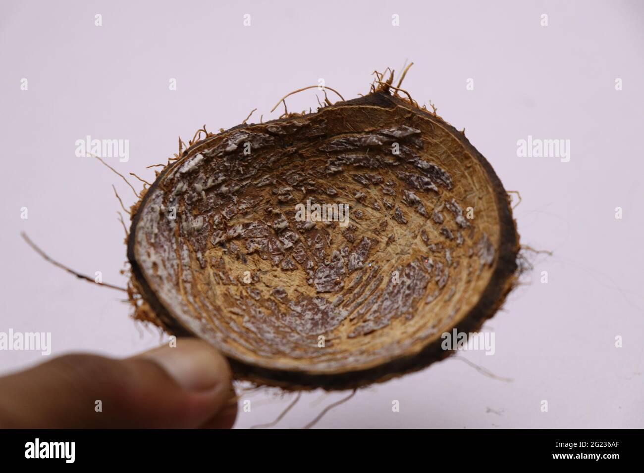 Piece of coconut shell held in hand after scrapping coconut Stock Photo