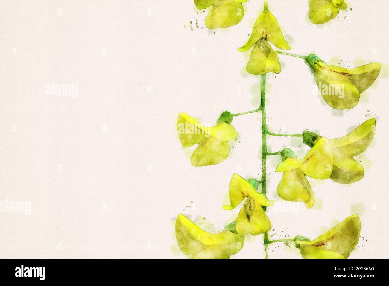 Laburnum, golden rain plant in bloom. Yellow flowers of golden chain. Floral design closeup macro, isolated with copy space. Watercolor illustration. Stock Photo