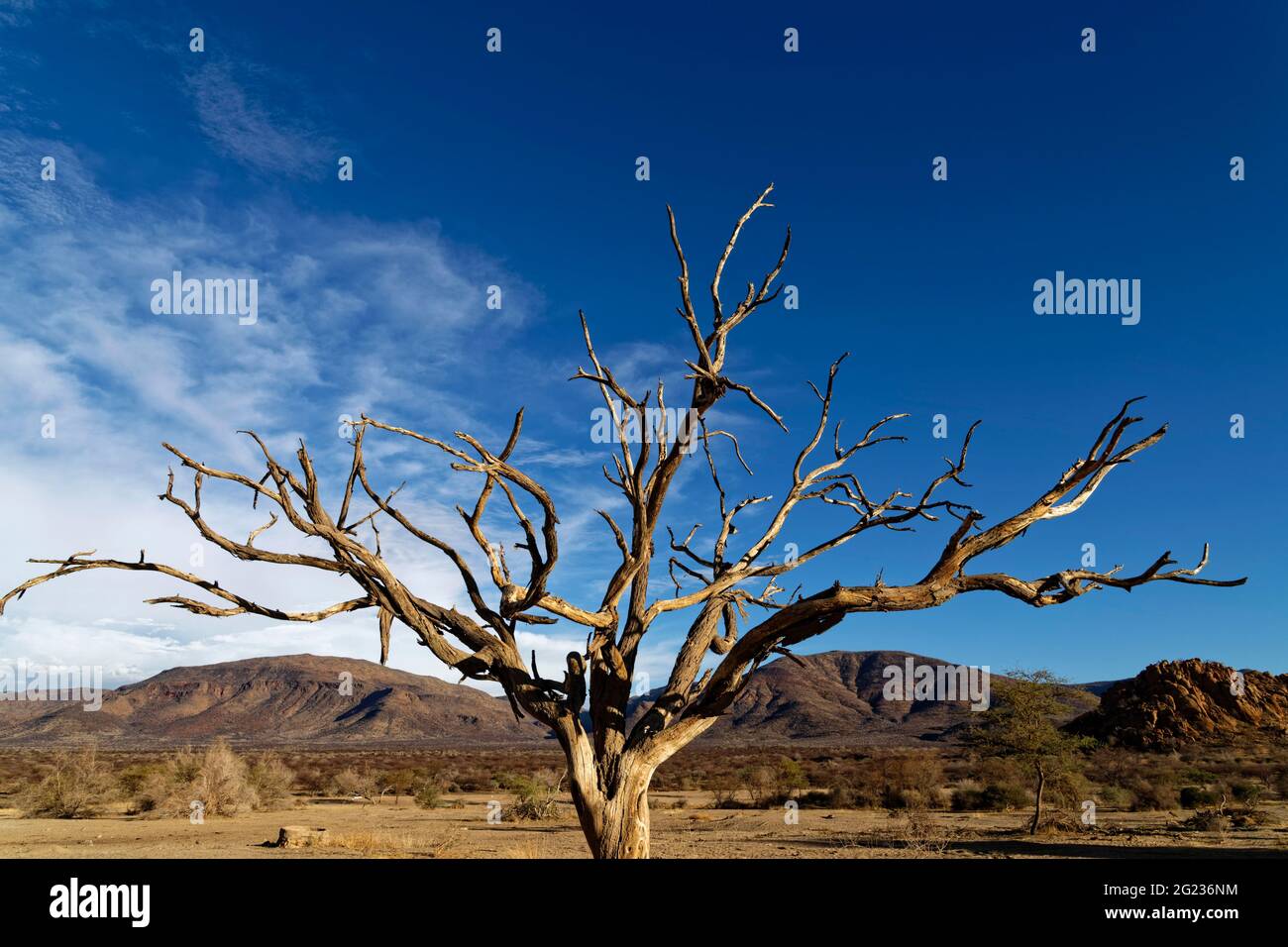 Guest farm Omandumba in the Erongo Mountains: dead camel thorn tree (Vachellia erioloba),  near Omaruru,  Erongo Region, Namibia Stock Photo
