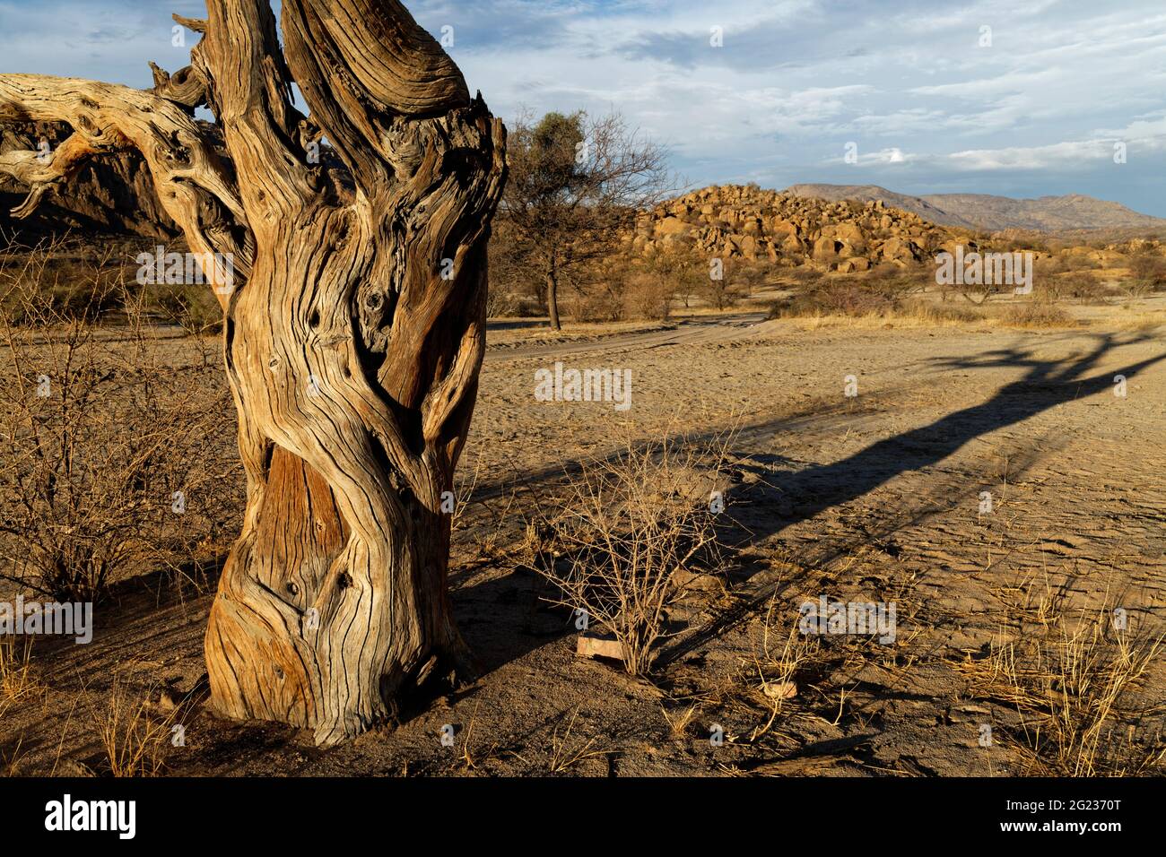 Guest farm Omandumba in the Erongo Mountains: trunk of a dead camel thorn tree (Vachellia erioloba),   Erongo Region, Namibia Stock Photo