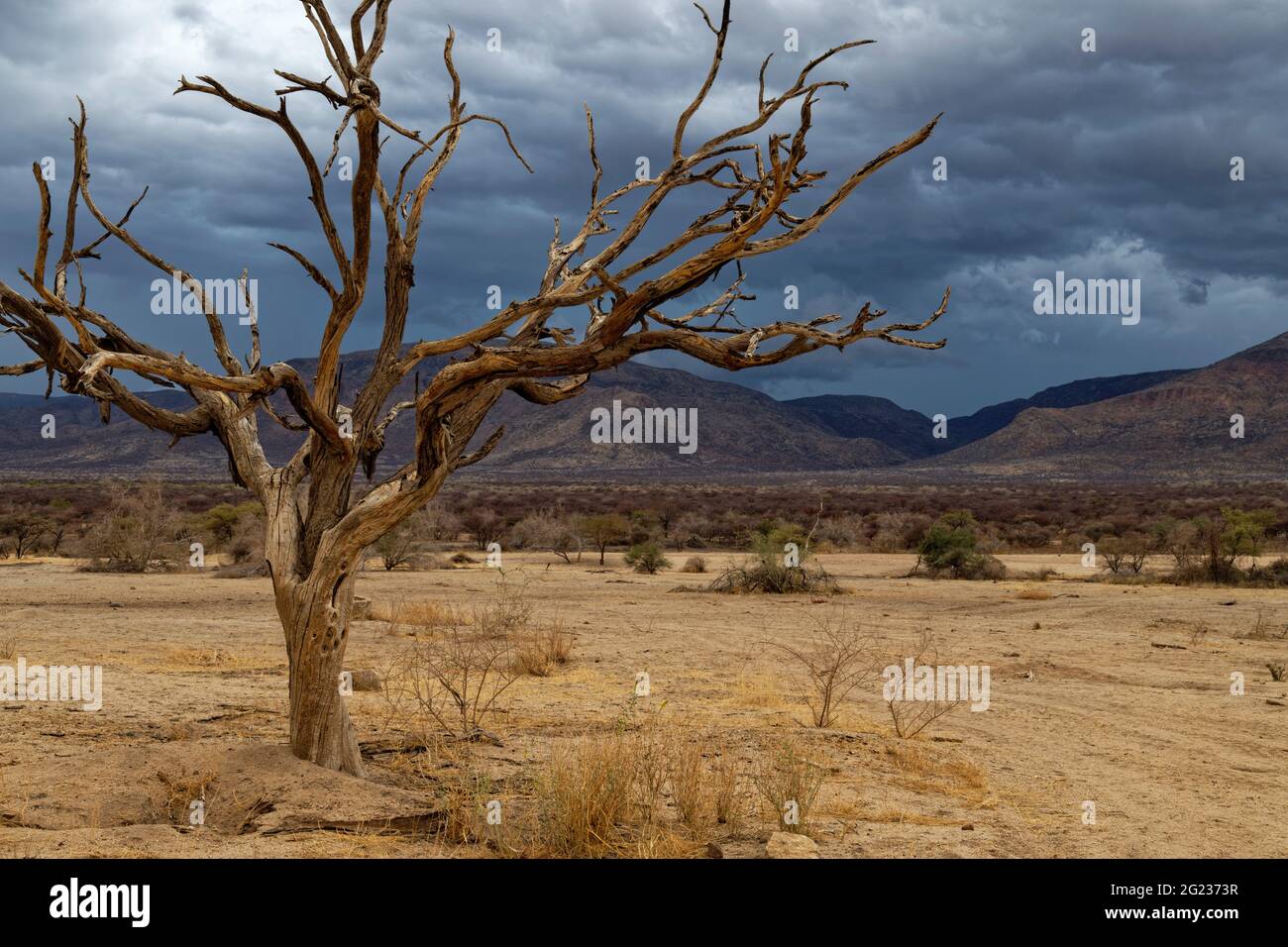 Guest farm Omandumba: dead camel thorn tree (Vachellia erioloba),  rain clouds over Erongo montains, rainy season,  Erongo Region, Namibia Stock Photo