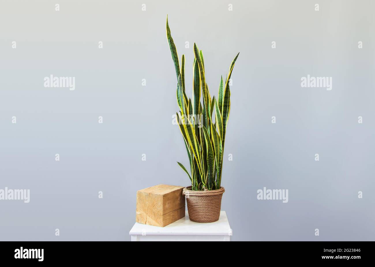 Potted plant sansevieria on a gray background home decor copy space Kinfolk style decoration Stock Photo