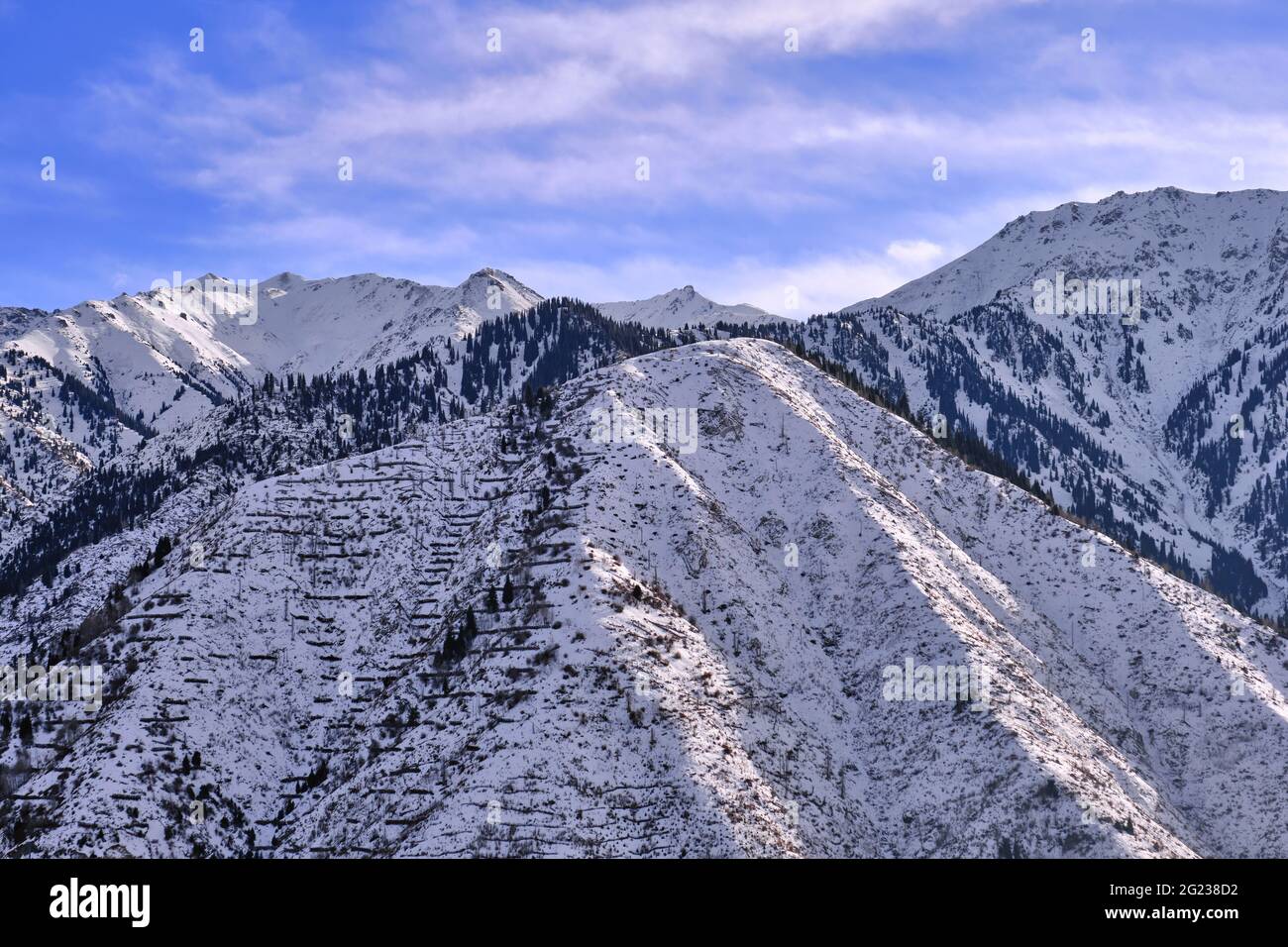 Majestic snowy mountains with fir forest on the background of blue sky with clouds in the winter season Stock Photo