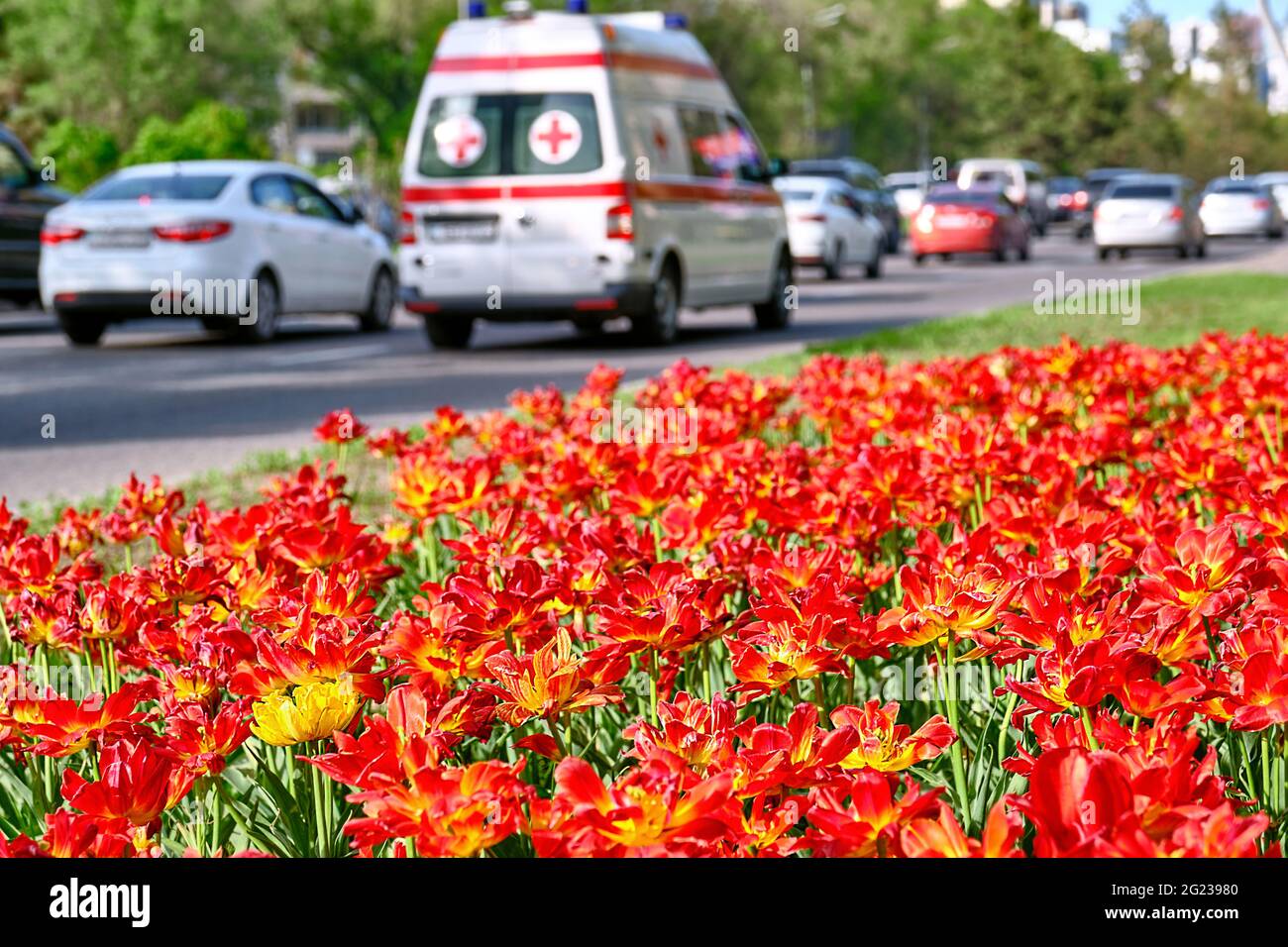 Blooming red tulips on the background of city traffic with ambulance Stock Photo
