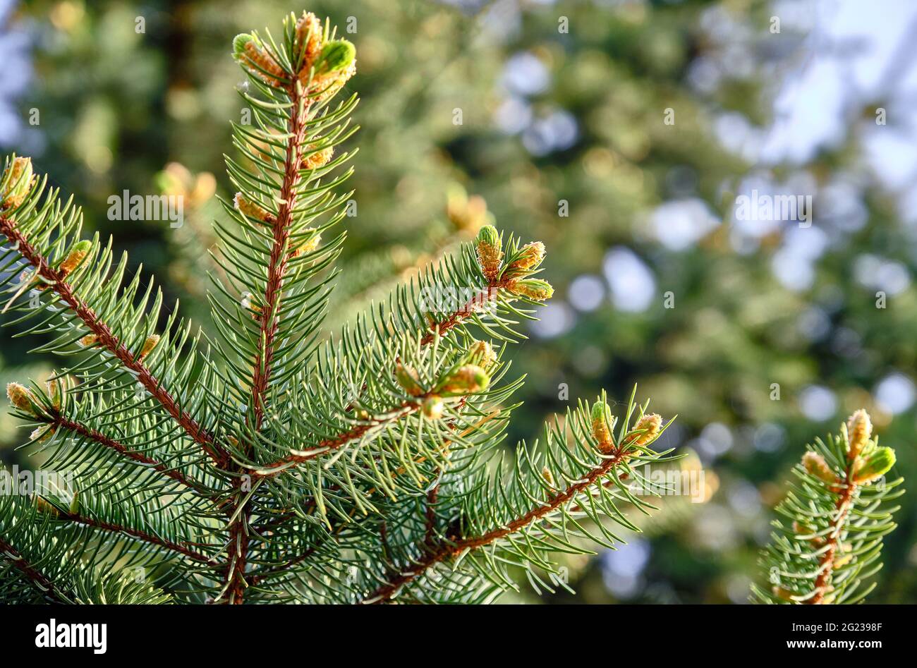 Spring fresh spruce branches; prosperity, well-being, continuation of life concept Stock Photo
