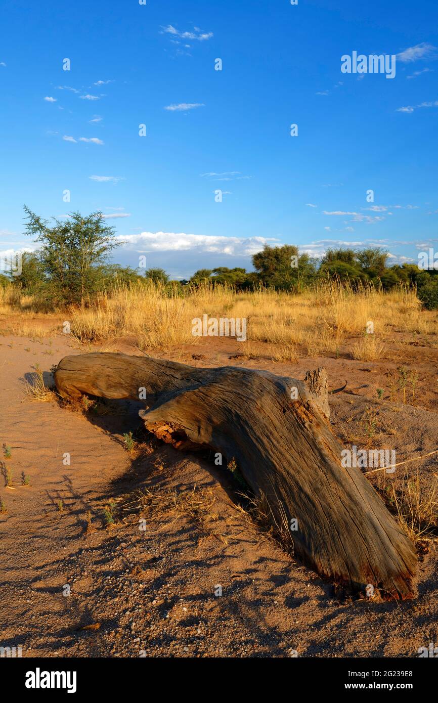 Tree trunk in dry Omaruru river (dry river) near Omaruru, Erongo Region ...