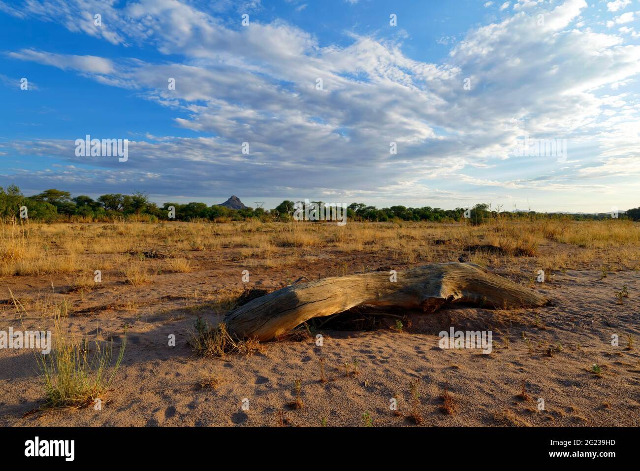 Tree trunk in dry Omaruru river (dry river) near Omaruru, Erongo Region ...