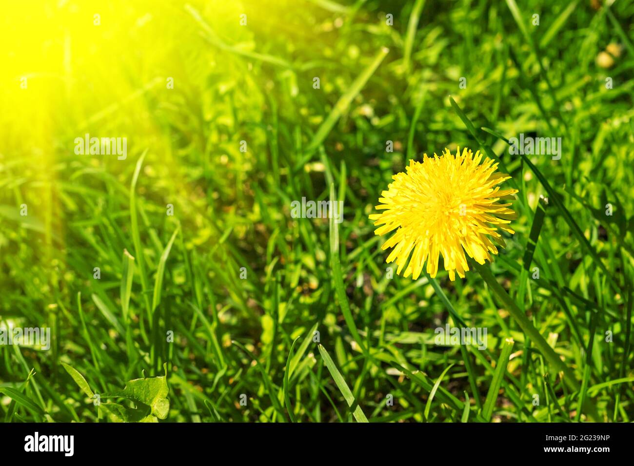 Yellow dandelion flower on green grass. natural background with sun beam Stock Photo