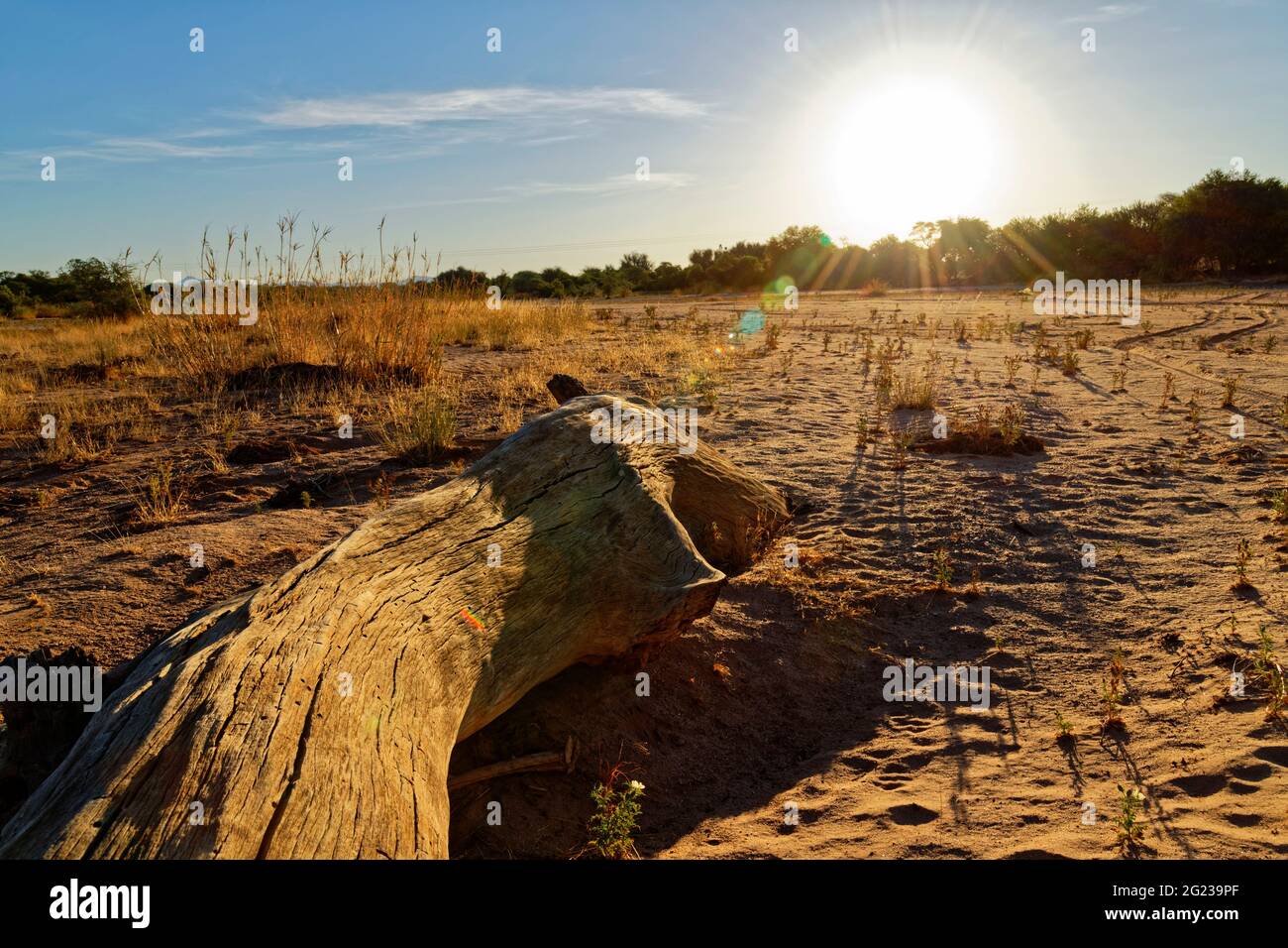 Tree trunk in dry Omaruru river (dry river) near Omaruru, Erongo Region ...
