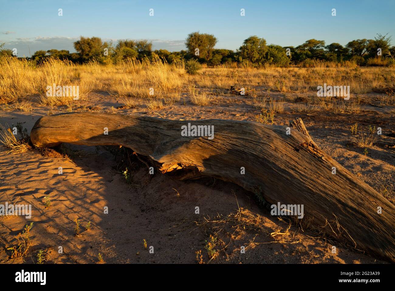 Tree trunk in dry Omaruru river (dry river) near Omaruru, Erongo Region ...