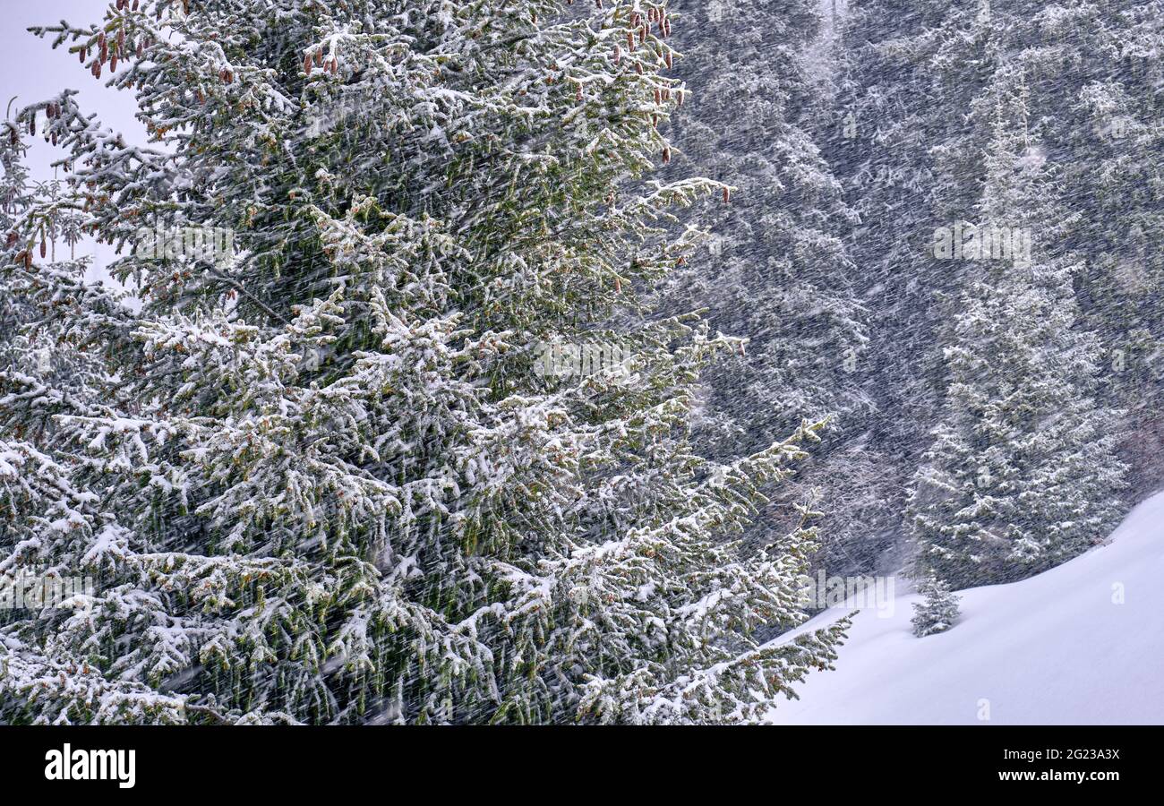 Coniferous forest in a severe blizzard; spruce with large cones on a snowy mountain slope in winter Stock Photo