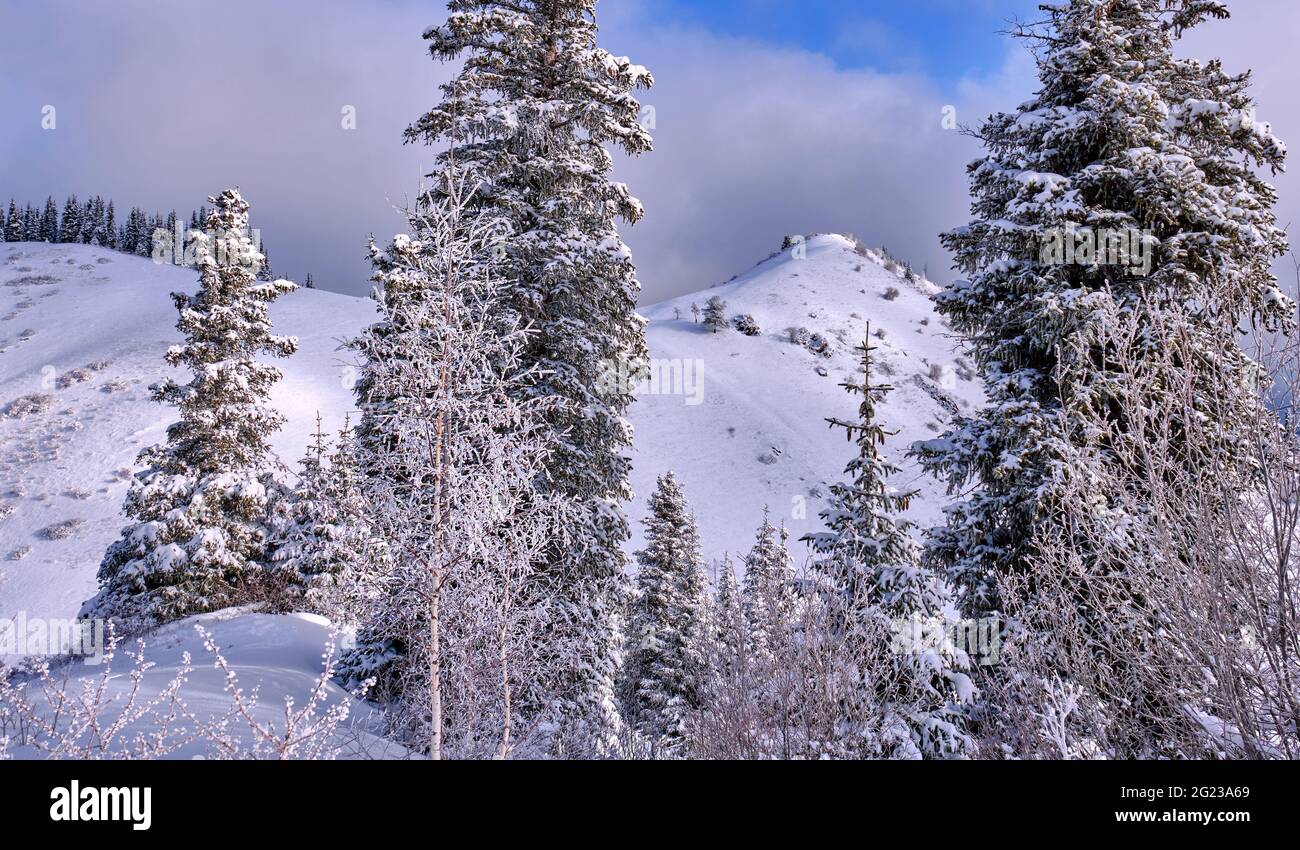 Atmosphere of a winter fairy tale with trees covered with hoarfrost; mountain forest after snowfall in winter season at sunrise Stock Photo