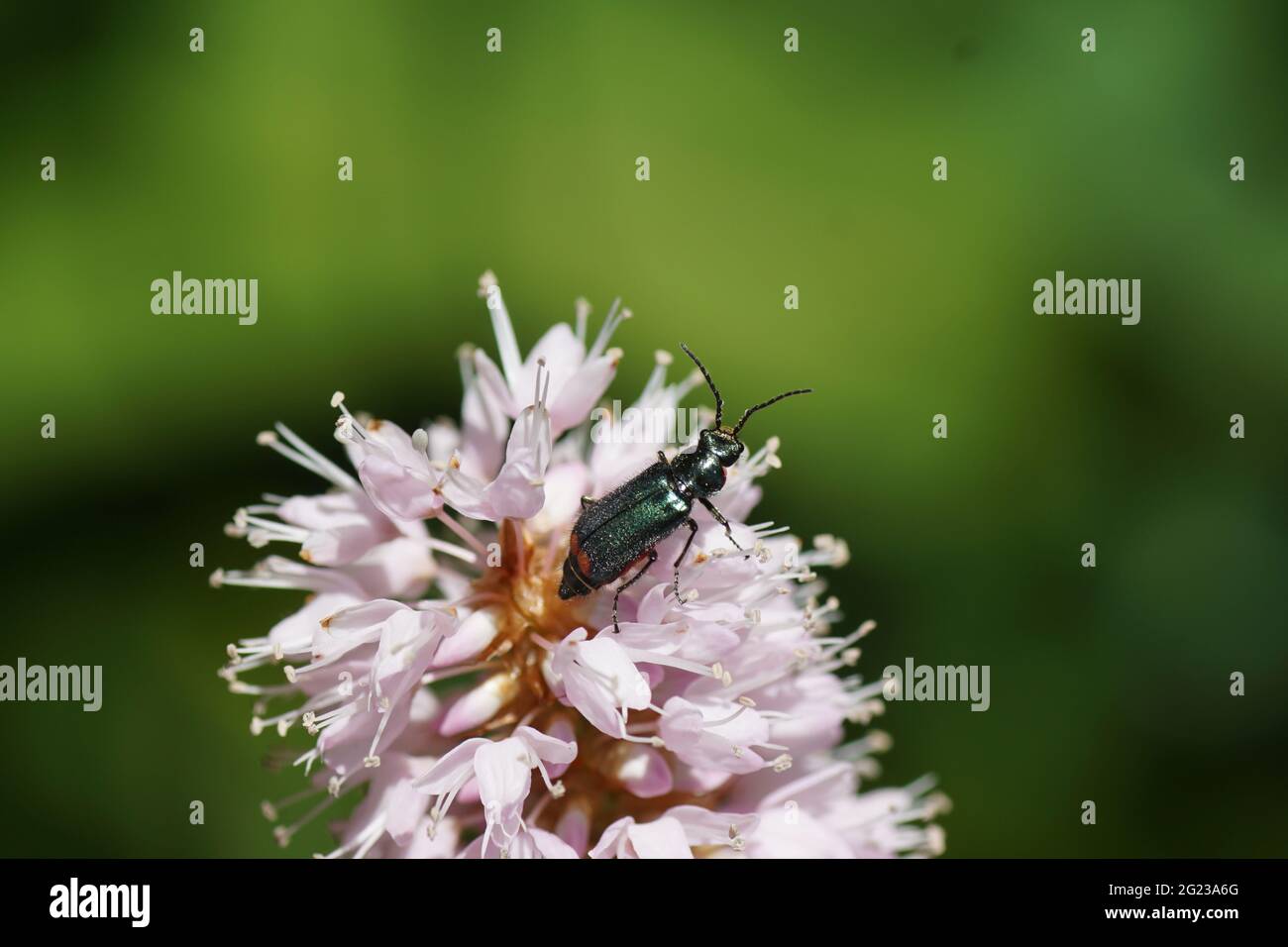 Malachite beetle (Malachius bipustulatus), family soft-winged flower beetles (Melyridae). On flowers of bistort (Bistorta officinalis) Stock Photo