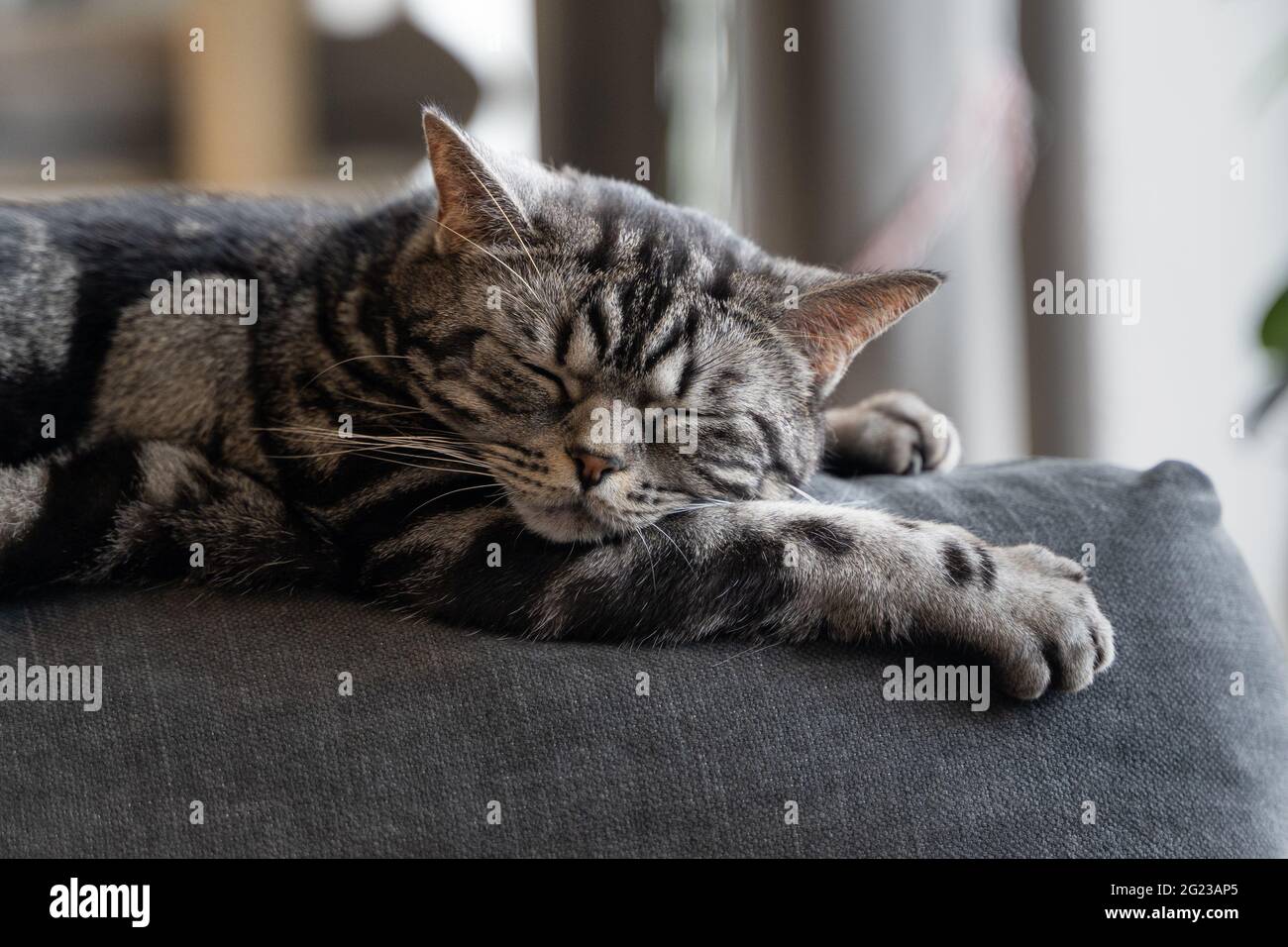 cat with white an grey fur lies on the couch and sleeps Stock Photo - Alamy