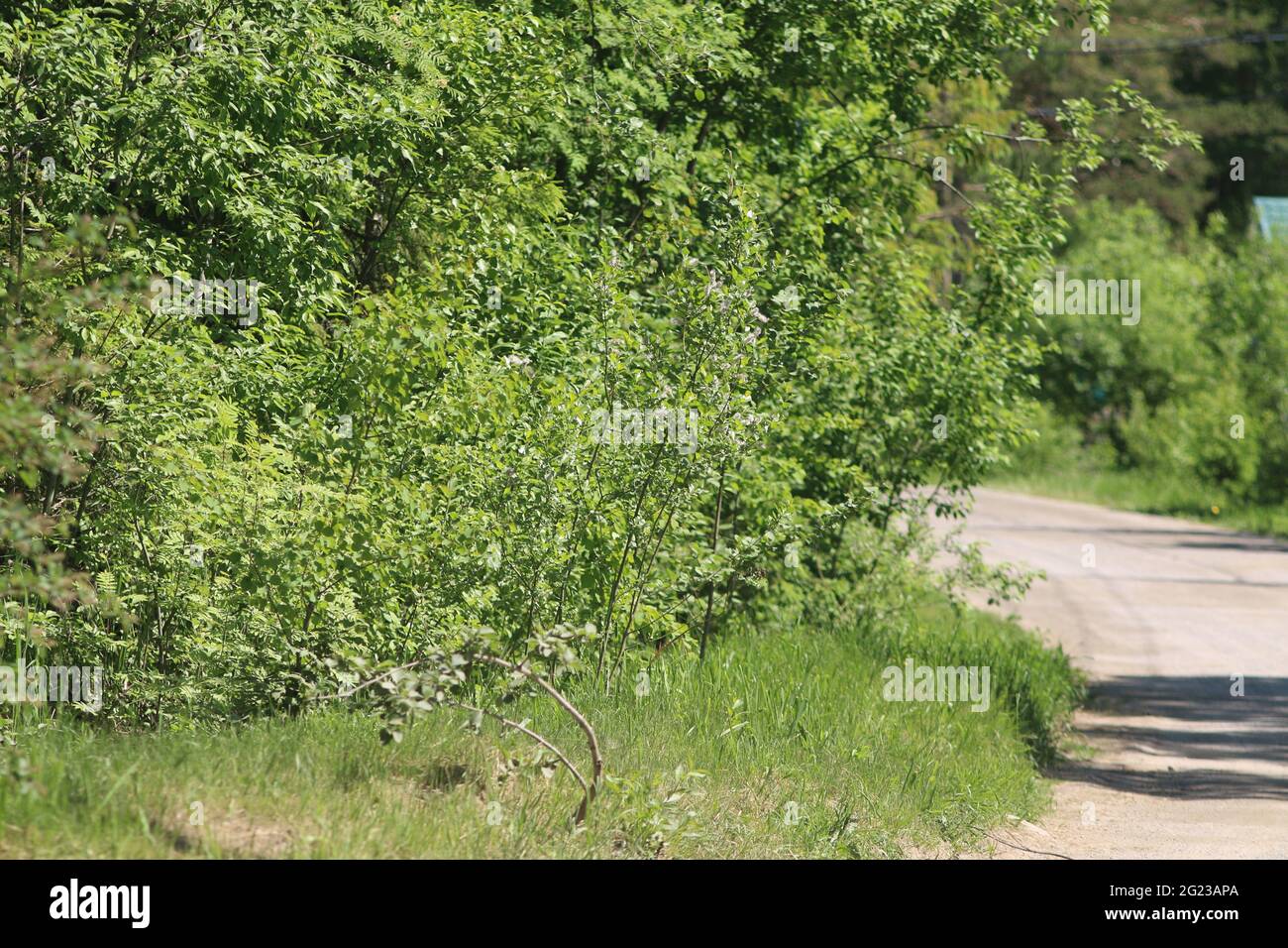 Russia. Leningrad region. Priozersky district. Everyday life in the ...