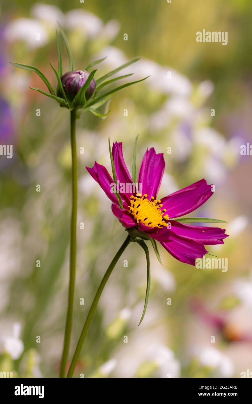 Macro of a garden cosmos (cosmos bipinnatus) blossom with beautiful blurred bokeh background; pesticide free environmental protection save the bees Stock Photo