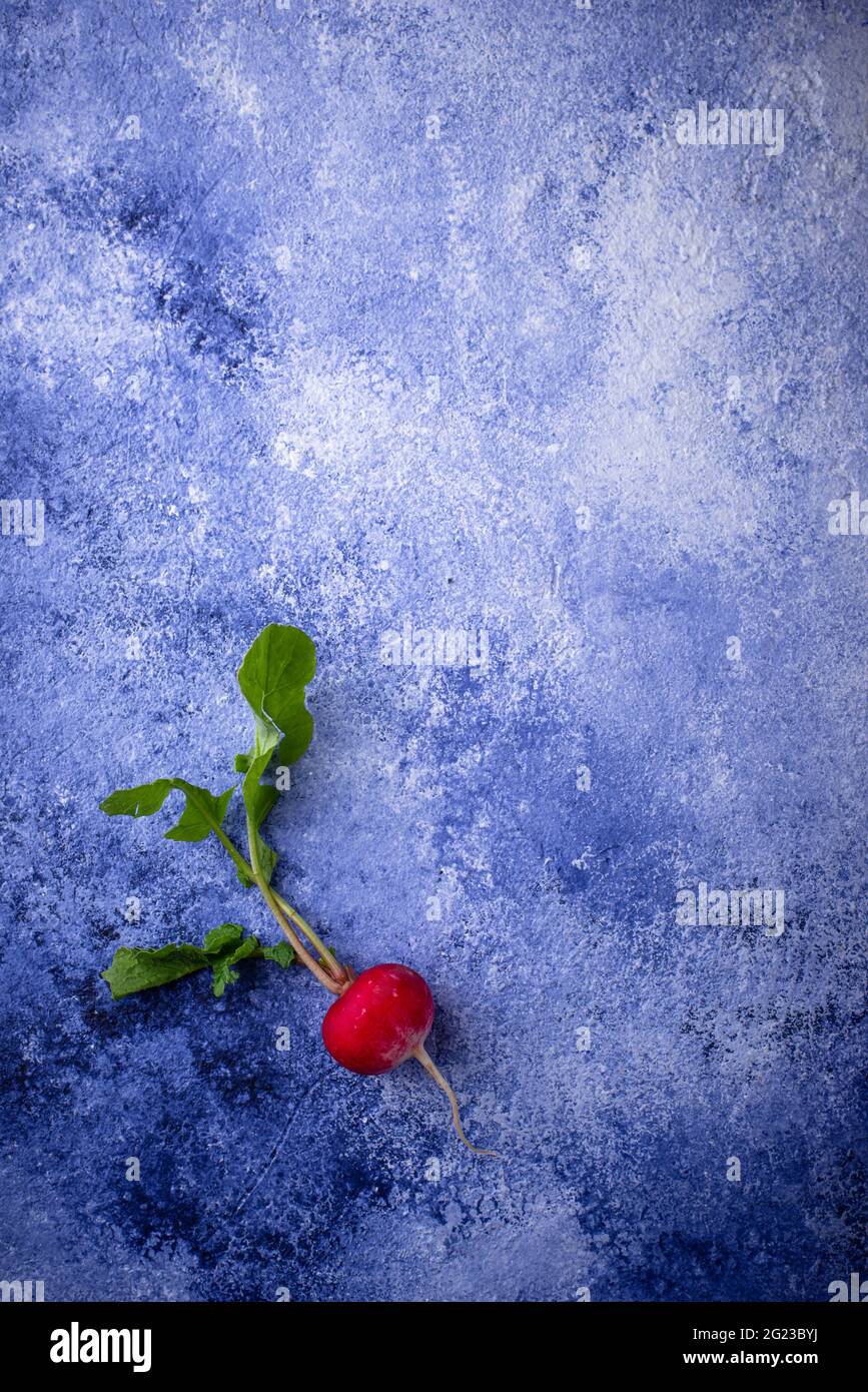 Radish on blue concrete backgrounds Stock Photo