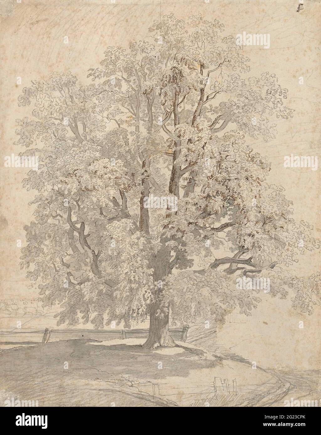 Study Tree Images Plant anatomy study figure hi-res stock photography and images - Alamy