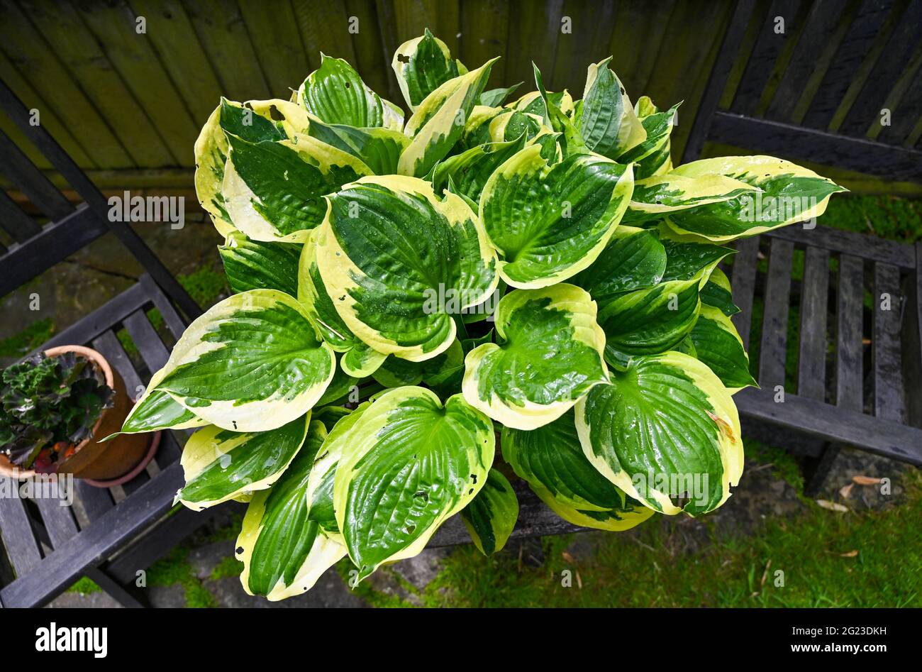 Hosta - Plantain lilies plant in a pot outside in garden UK Stock Photo