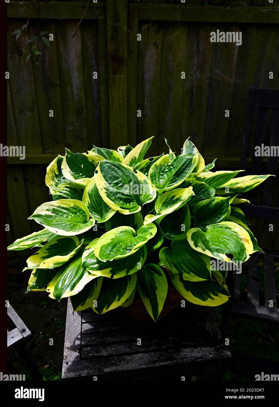 Hosta - Plantain lilies plant in a pot outside in garden UK Stock Photo