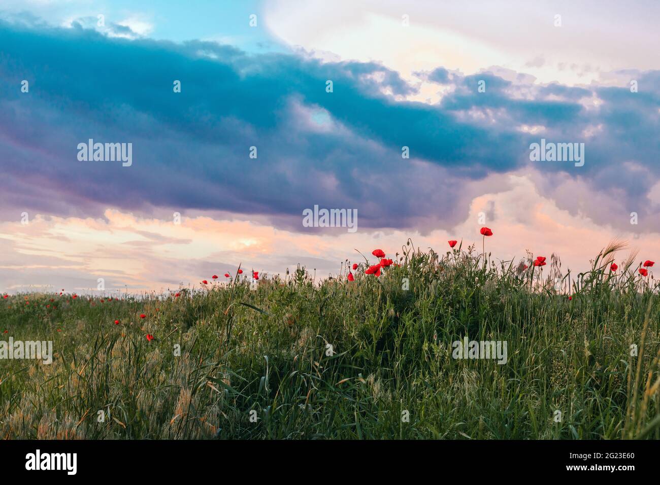 Red poppies in the field in the sunset with selective focus. Glade of ...