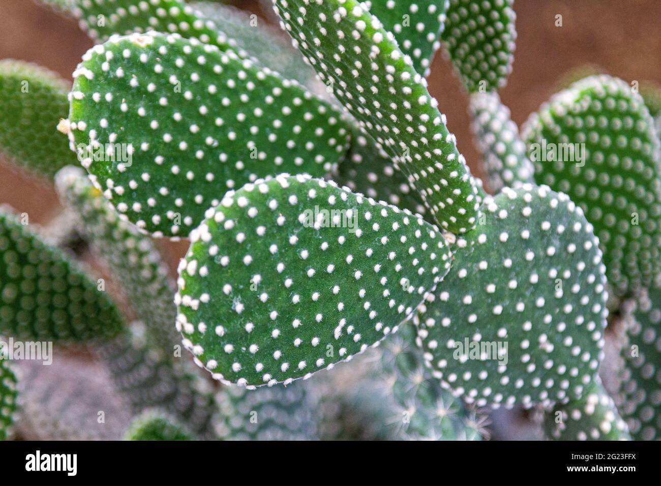 Cactus plant large frame . Green cactus. needle Stock Photo