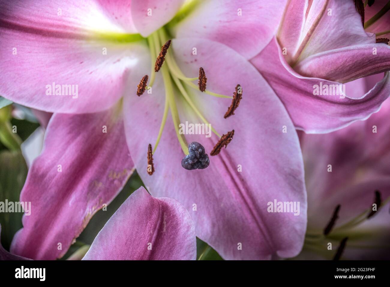 Closeup of the parts of a Lily flower Lillium Stock Photo Alamy
