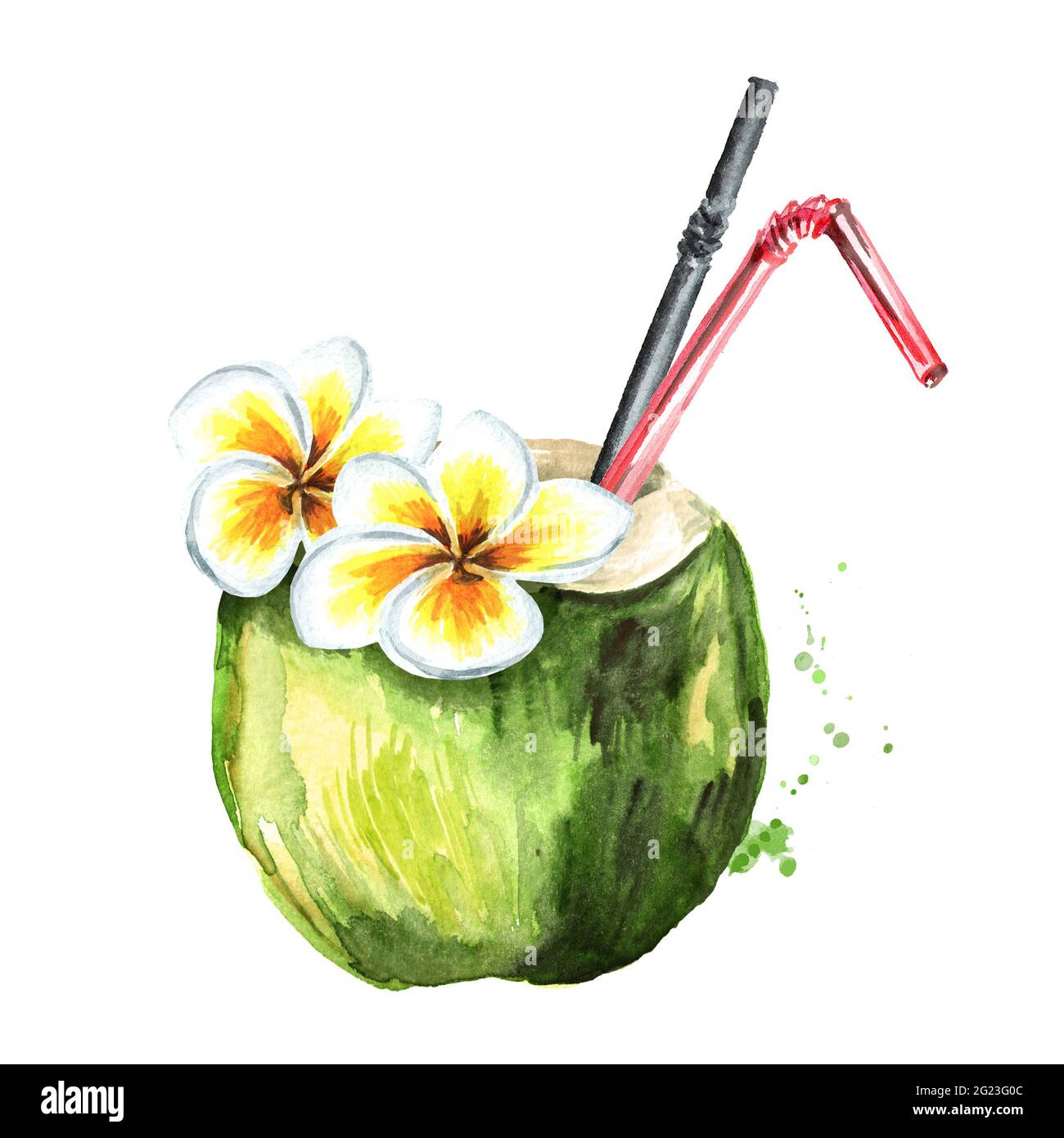 Tropical fresh coconut cocktail decorated with flower. Watercolor hand