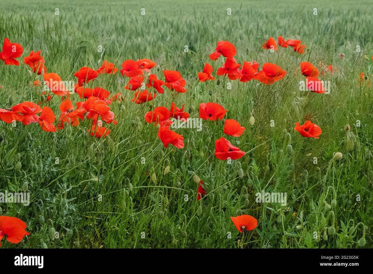 Red flowers nature hi-res stock photography and images - Alamy