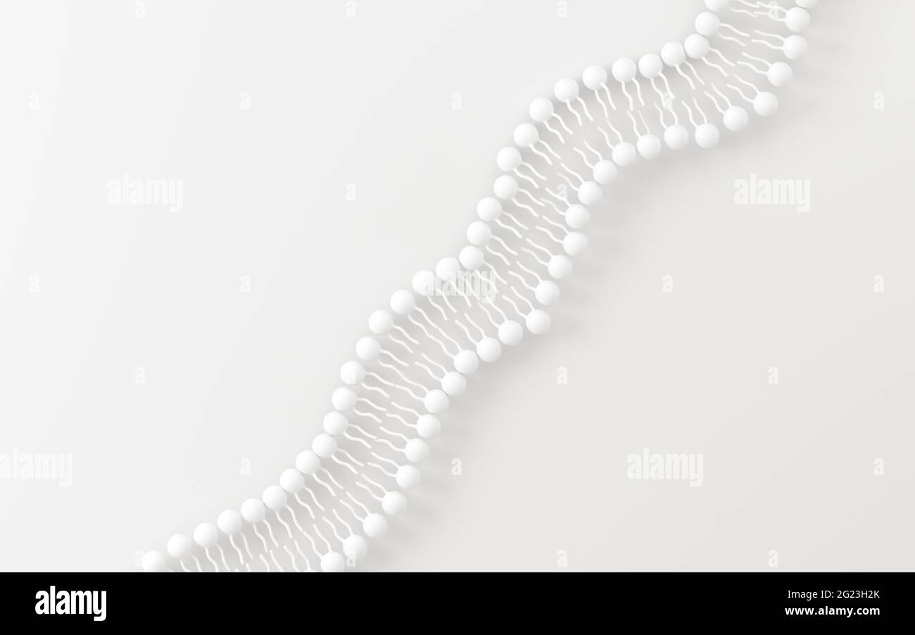 Cell membrane with white background, 3d rendering. Computer digital drawing. Stock Photo