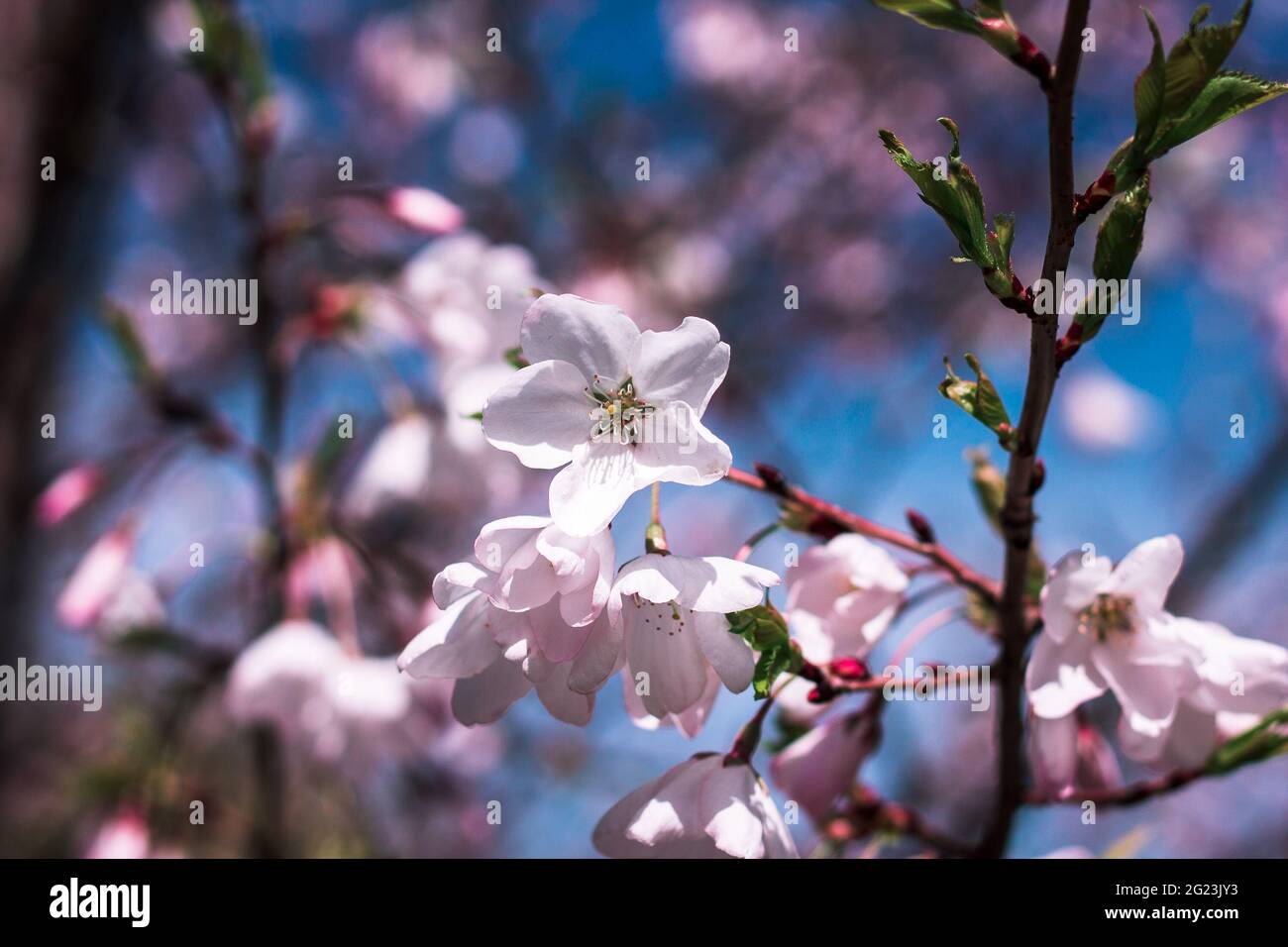 Close up shot of a cherry blossom Stock Photo - Alamy