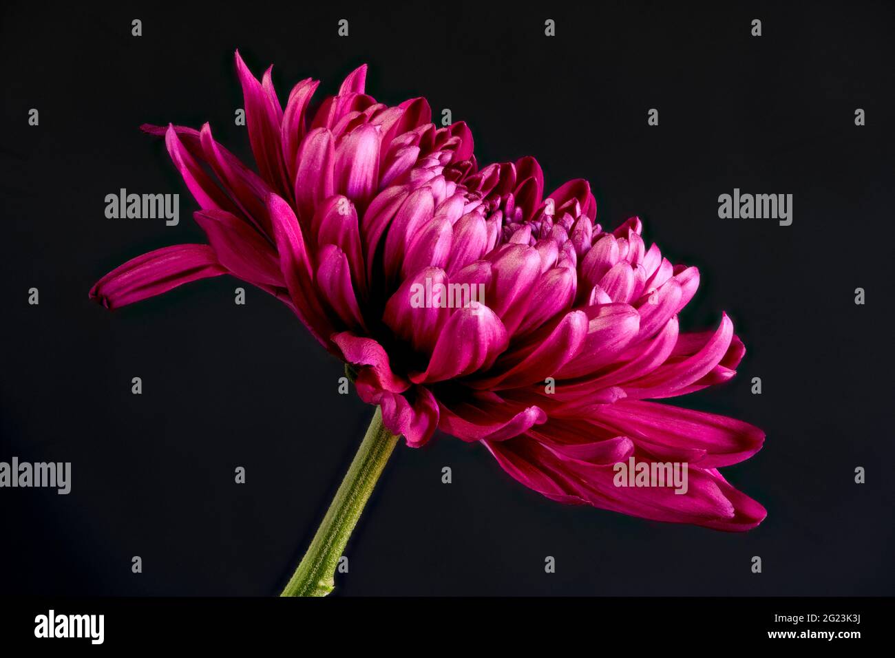 Close up of the petals of a beautiful Chrysanthemum flower Stock Photo
