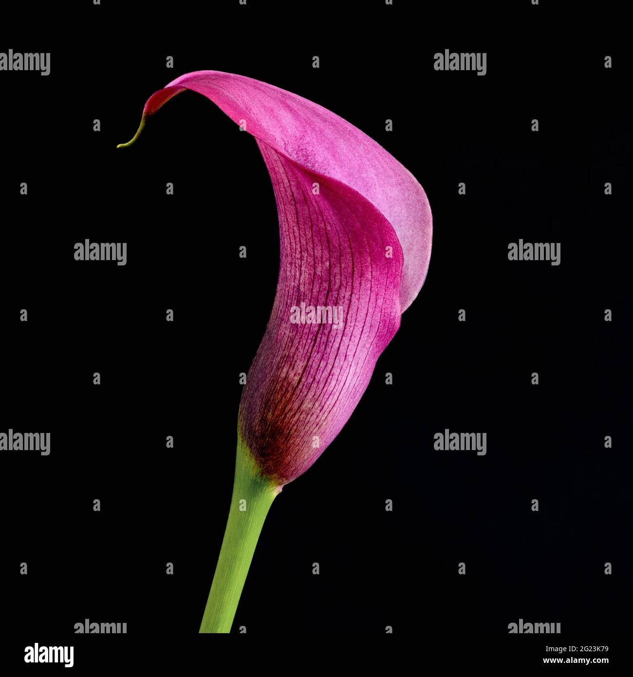 Purple calla lily hi-res stock photography and images - Alamy