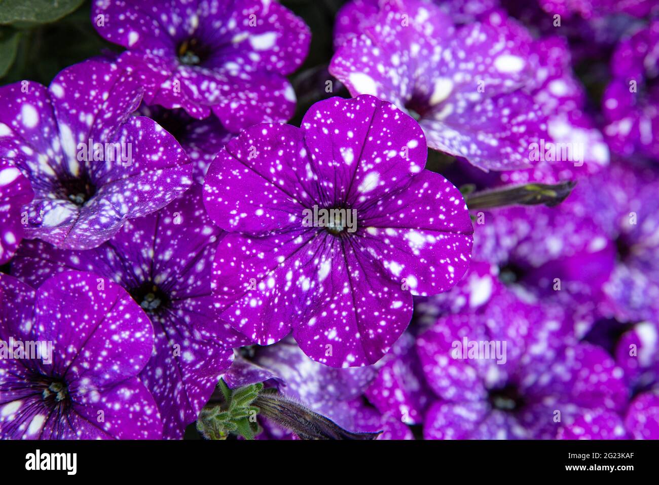 Close up view of petunia flower blossoms called: Night Sky Petunia. Purple color petunia blossoms with white spots, looking like galaxy. Stock Photo