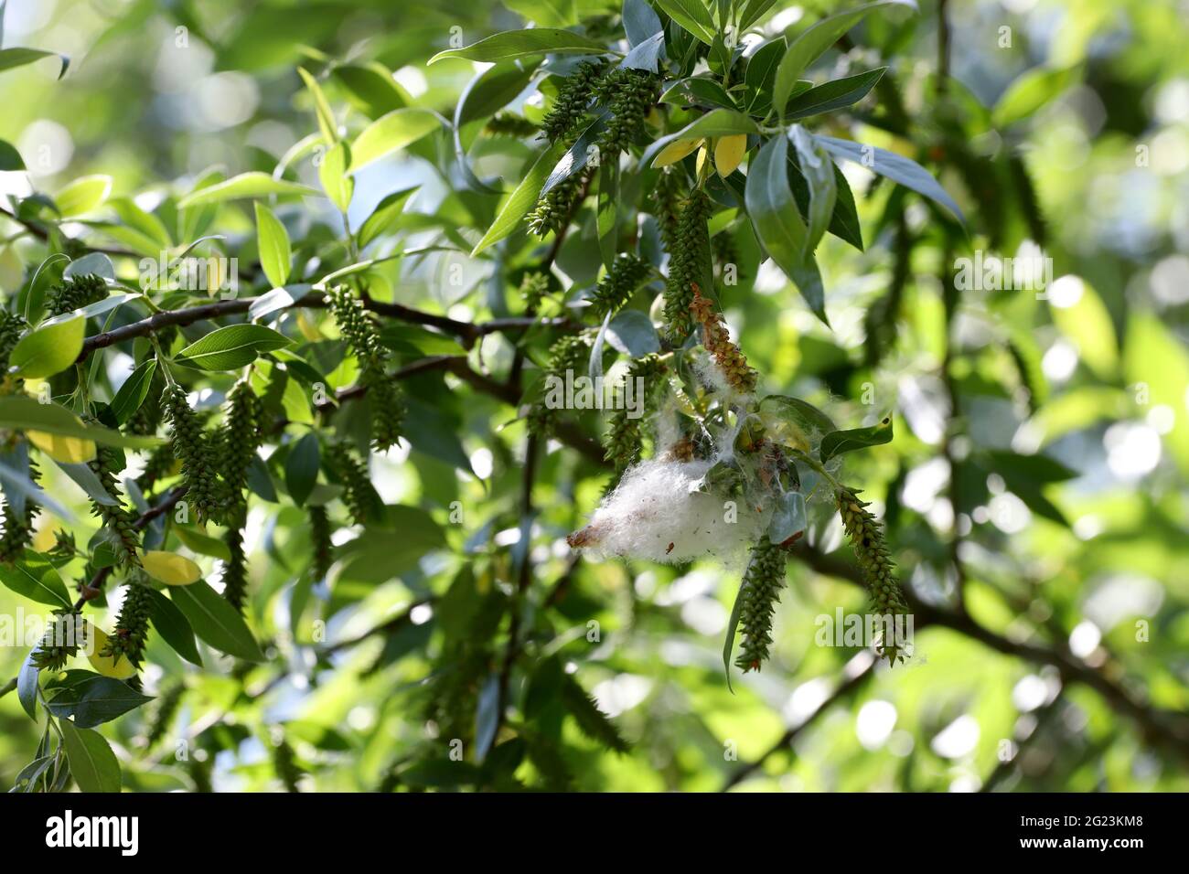 Poplar fluff flies and make allergies. Stock Photo